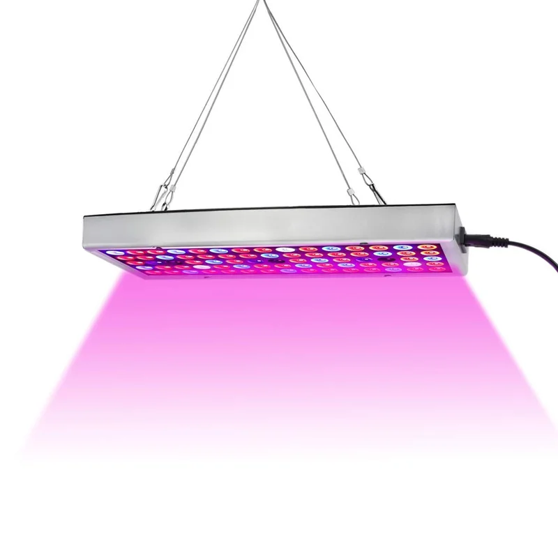 lightsdaddy312507