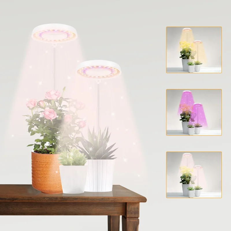 lightsdaddy364827