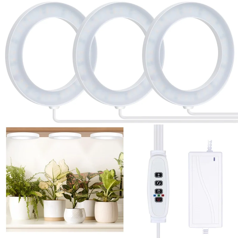 lightsdaddy402574