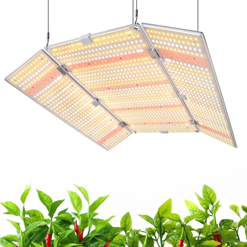 lightsdaddy706590