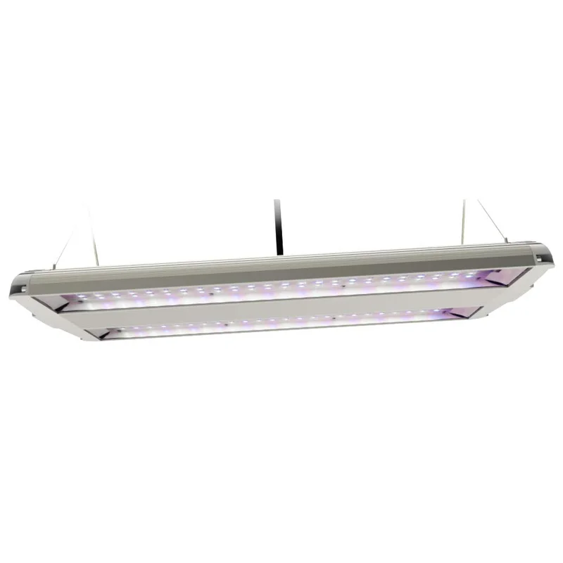 lightsdaddy773251