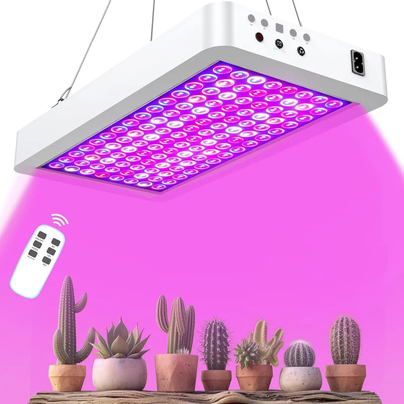 lightsdaddy818542