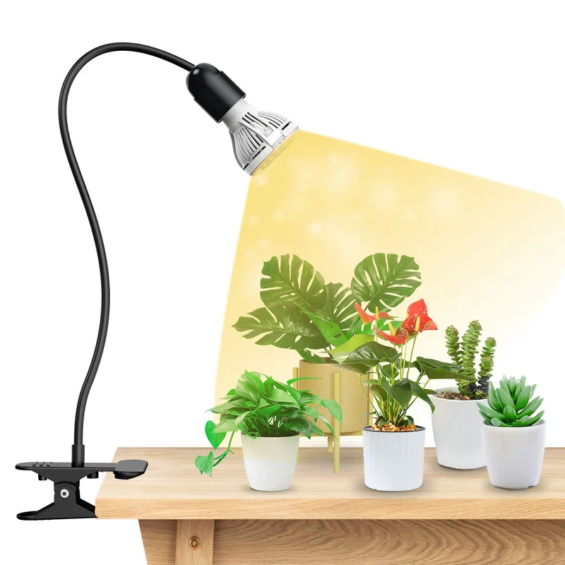 lightsdaddy827750