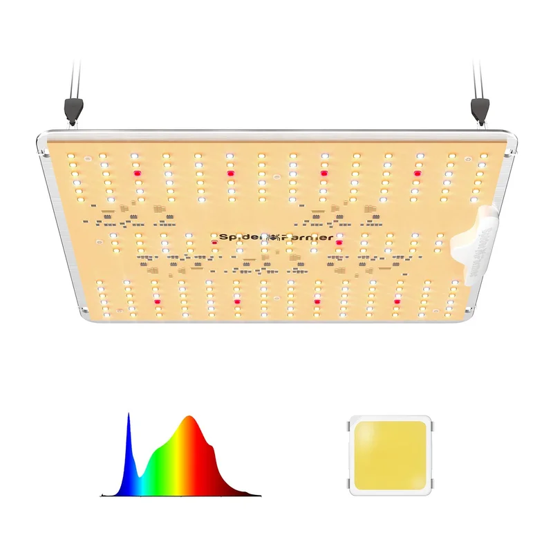 lightsdaddy868660
